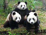Chengdu – kde pandy dávají dobrou noc