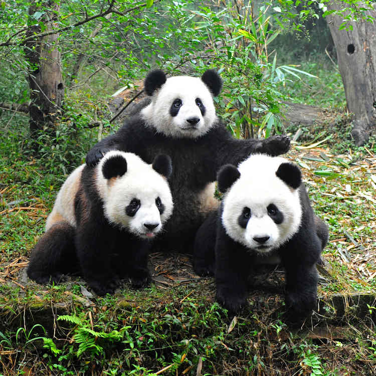 Panda velká, Chengdu, Čína